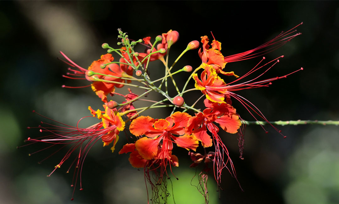 津南花帮主百科词条创建案例